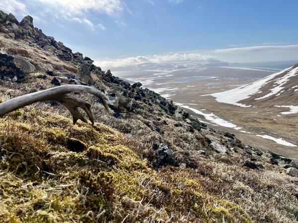 Scenic view overlooking valley with snow on St. Matthew Island, Alaska. A reindeer antler is on the left side of hill. 