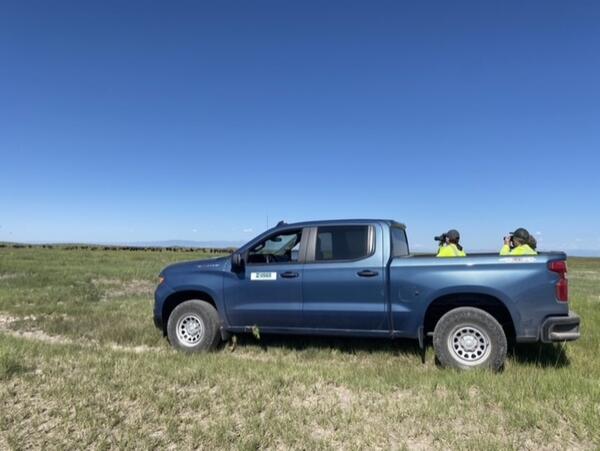 two people in yellow shirts holding binoculars sit in the back of a blue pickup truck. A herd of bison grazes far away.