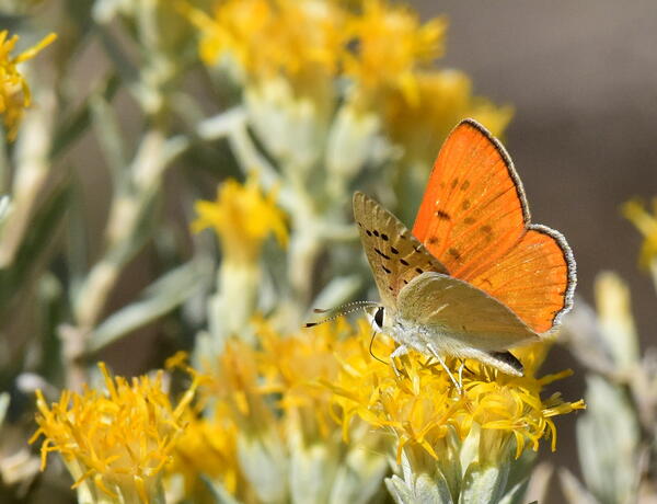 Ruddy copper on a flower