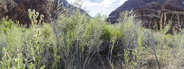 Repeat photograph taken along the Colorado River in 2016 that is a match to an EC LaRue USGS 1923 Birdseye Expedition