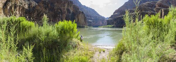 Repeat photograph taken along the Colorado River in 2016 that is a pseudo-match to an EC LaRue USGS 1923 Birdseye Expedition 