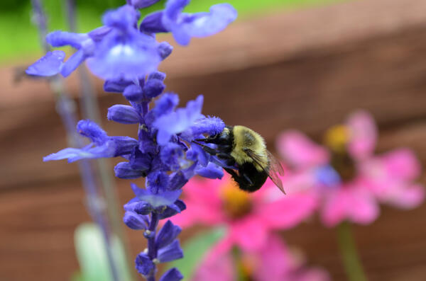 Bombus on purple salvia