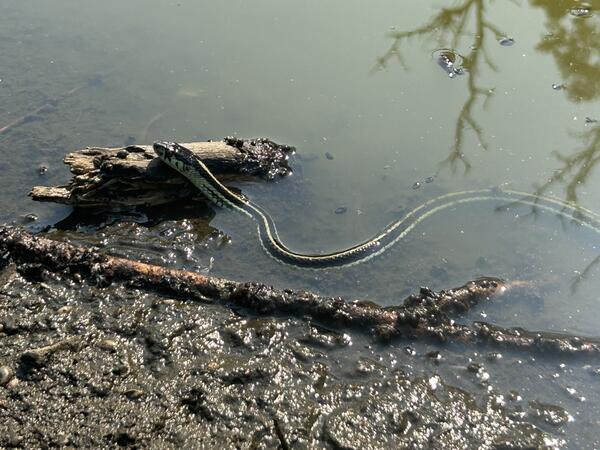 Snake in water