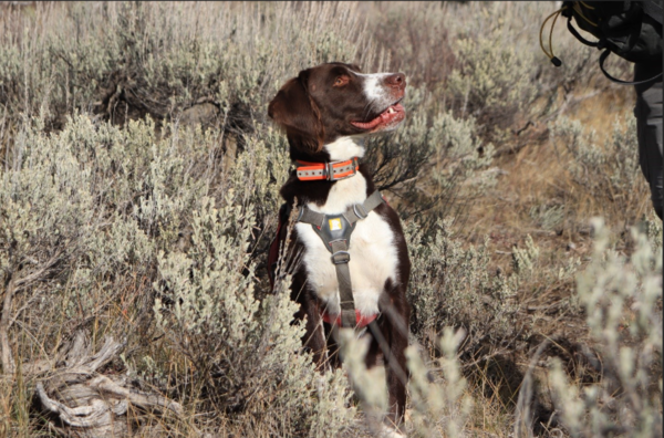 A white and brown dog standing in grass.