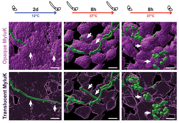 "Microscopy images of the white-nose syndrome fungus (green) invading lab-grown bat skin cells (purple), comparing two skin cell types over time. At cool temperature (12°C), the fungus grows as thin filaments. After 8 hours at warm temperature (37°C), filaments thicken and branch, then form dense spore clusters. Both skin cell types show similar fungal invasion."