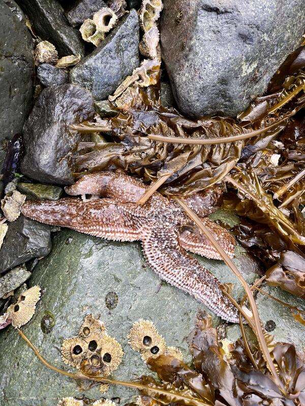 Brown Sea star aka "starfish" on rocks at low tide surrounded by kelp, barnacles, and limpets.  