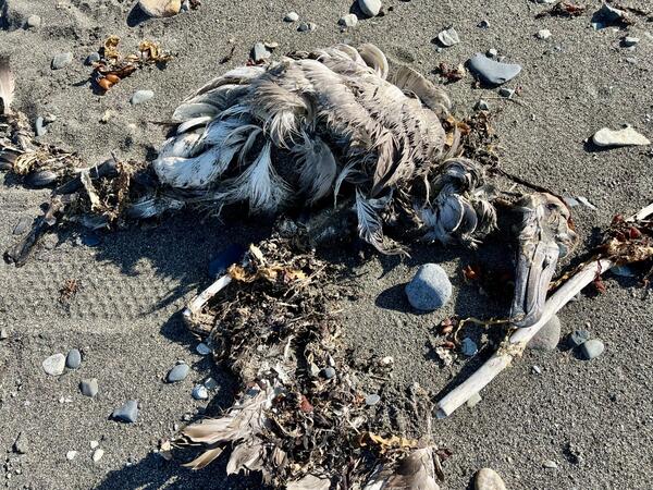 Dead bird on sandy beach with small driftwood, rocks and algae scattered around. Skull and feathers are visible. 