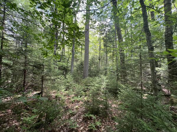 Red spruce forests, once widespread across the central and southern Appalachians, now persist only in scattered fragments on 