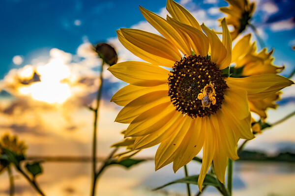 Long-horned bee on Sunflower 