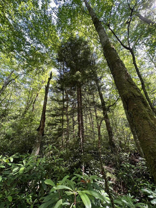 Hardwood canopy dominating above the red spruce