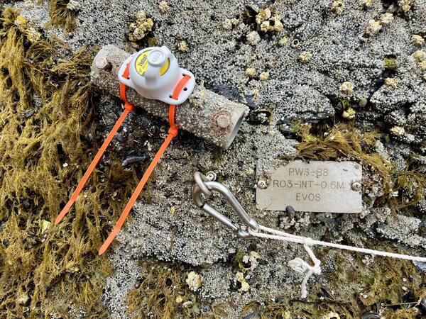 A plastic tube attached to barnacle covered rocks.