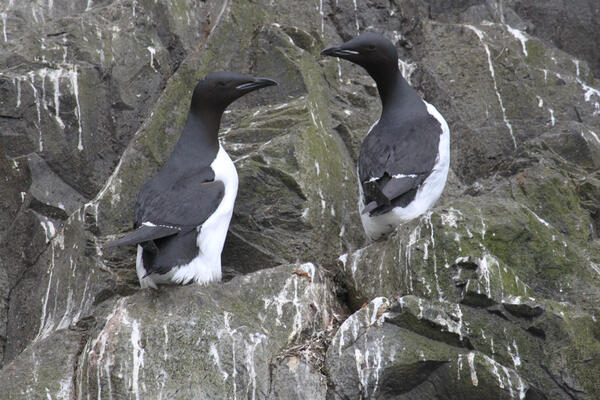 Close-up of two black birds with white underbellies on green rocky cliff. White guano on rocks.