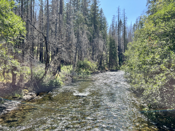 A tree lined river with clear-green water. On the left bank and in the distance some trees are burned grey-black. Blue sky
