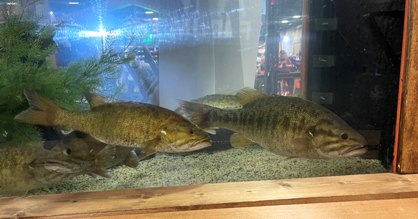 Two black bass (Micropterus spp.) caught during the 2026 Bassmaster Classic in Knoxville, TN held on the Tennessee River. The fish on the left is a smallmouth bass, the fish on the right is what is known by bass anglers as a “meanmouth,” which is a hybrid between Alabama bass (M. henshalli) and smallmouth bass (M. dolomieu).  Tom Miles, TTU PhD student