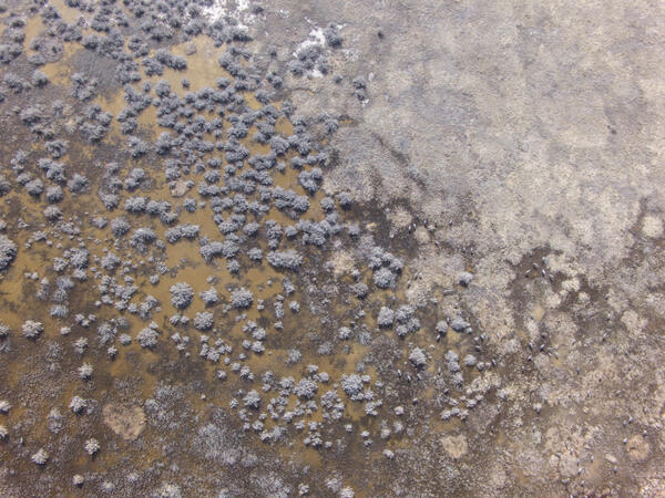 Image of Sandhill cranes roosting site in the Monte Vista NWR taken from a UAS