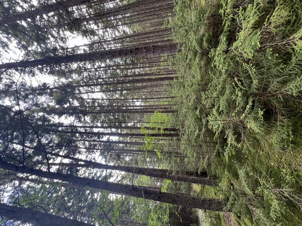 Red spruce forest stand and understory vegetation