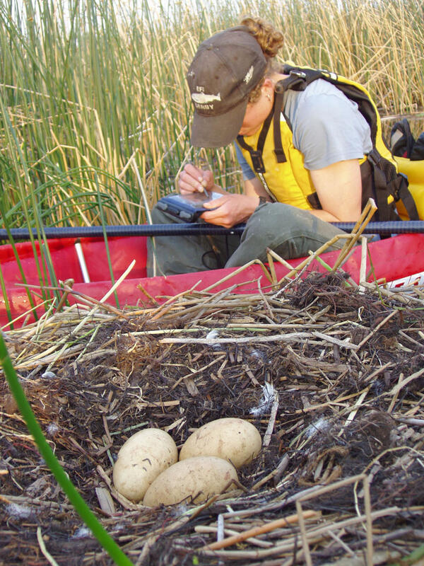 Three swan eggs in a nest 