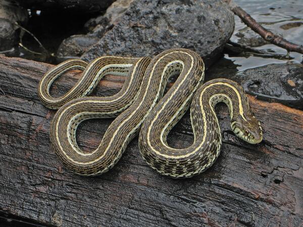 Northern Mexican Garter Snake