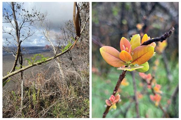 Color photographs of vegetation regrowth