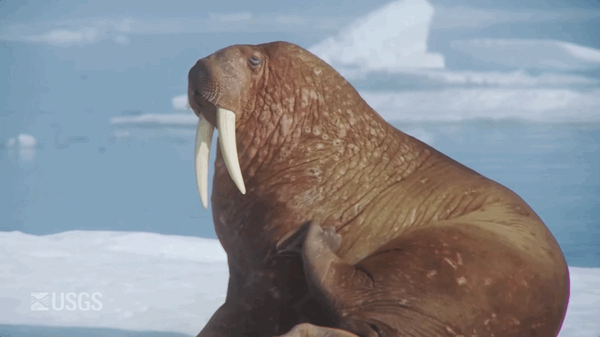 A repeating animated GIF showing a walrus scratching it's side.