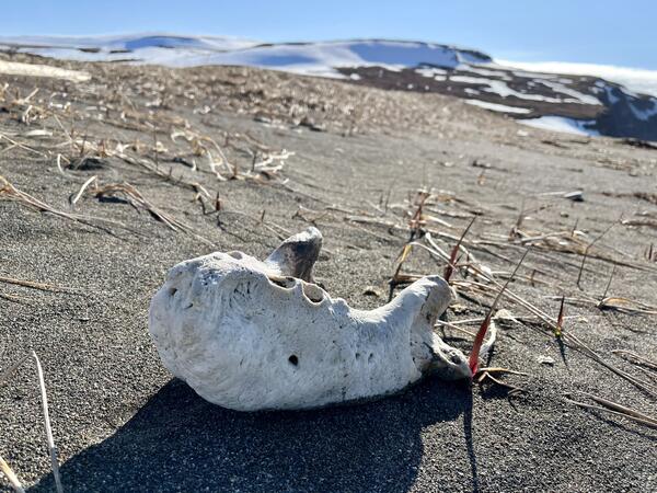 Weathered jawbone of walrus on shore with sparse vegetation. Snow covered ground in background with blue skies and clouds.