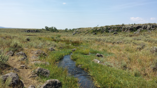 Stream flowing through a grassy landscape, with a vegetated and old basalt lava flow in the distance
