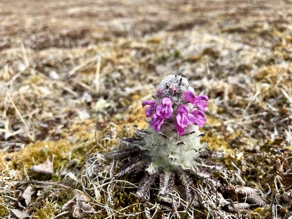 Close up of alpine plant with purple blooms that circle column-like, single thick steam, hairy plant. 