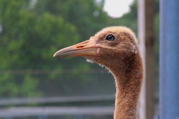 Image: Adolescent Whooping Crane