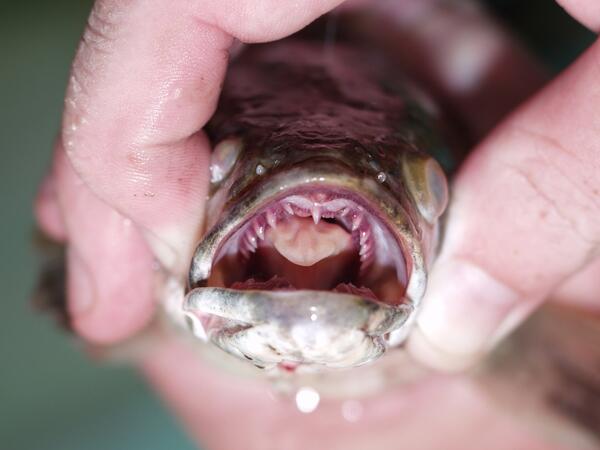 What are snakeheads? | U.S. Geological Survey