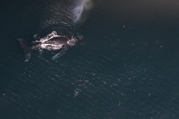 Humpback whale viewed from above, just breaking the surface, with seabirds in flight nearby