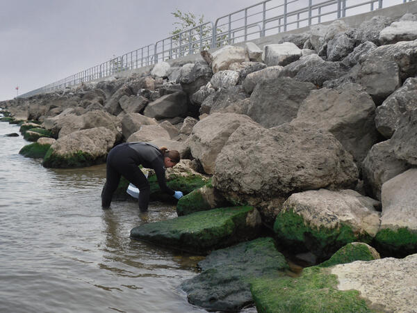 Samplng Cladophora in Indiana Dunes National Lakeshore