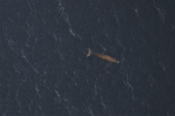 Sperm Whale just below the surface of the ocean, viewed from above