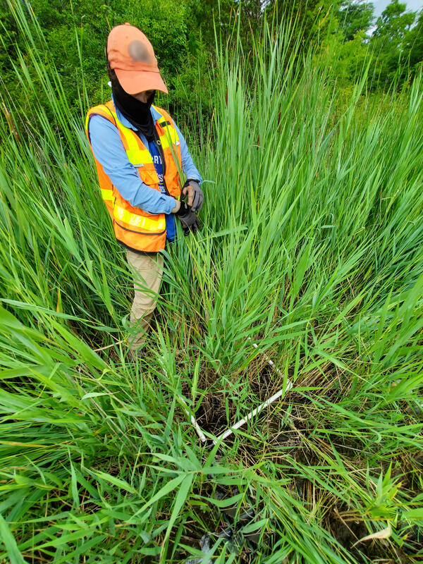 Counting Phragmites