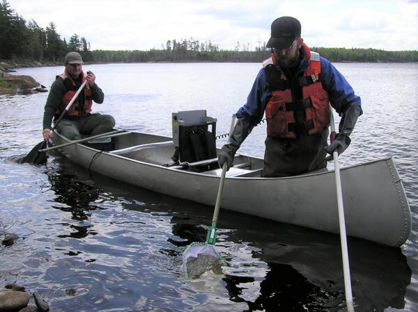 Scientists sampling fish from a canoe on Shoepack Lake in Voyageaurs National Park