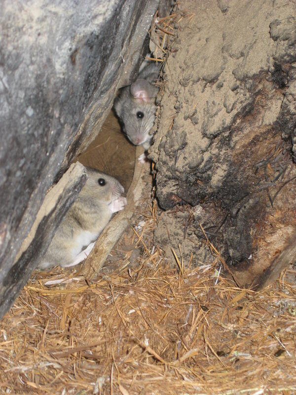 Packrats and Their Midden 