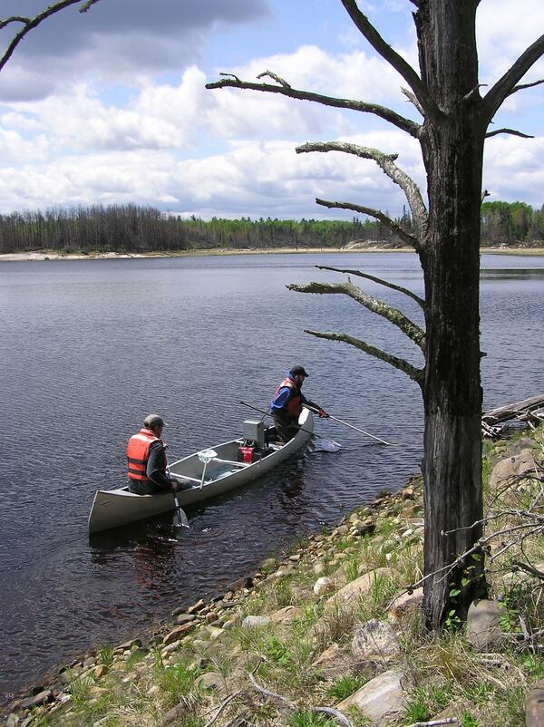 Scientists sampling fish from a canoe on Shoepack Lake in Voyageurs National Park