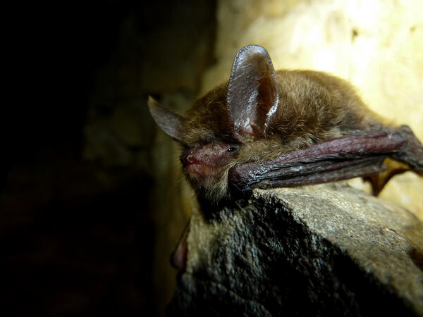 Northern long-eared bat with white-nose syndrome symptoms