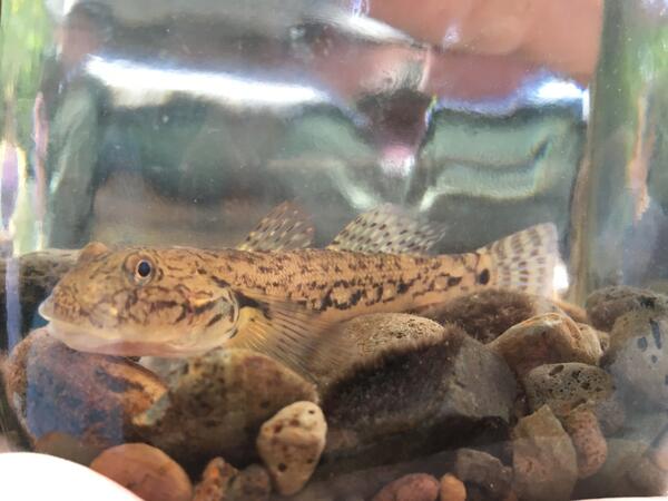 Native fish species in Hawaii, ‘O‘opu nākea