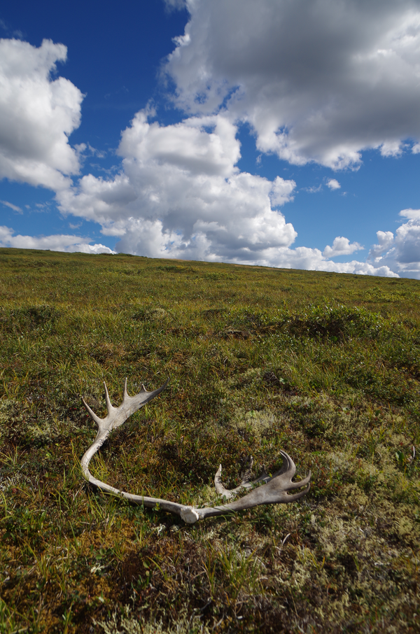 Antlers lie in a meadow in Alaska