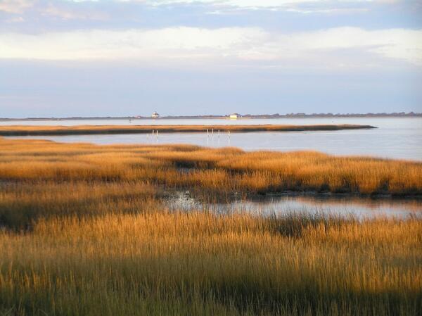 Salt Marsh, Assateague Island