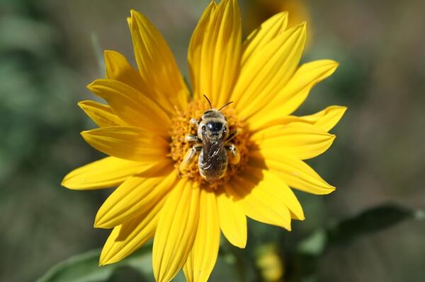 A native Colorado bee on a yellow wildflower.