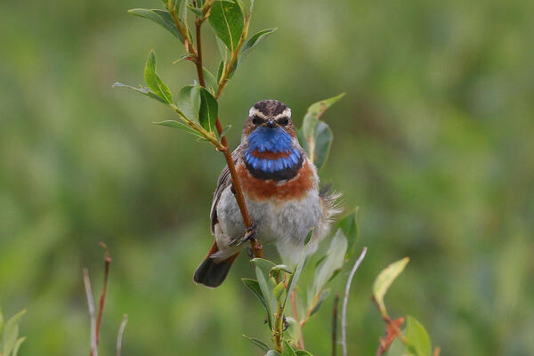 A small bird with distinctive orange-brown feathers around its neck and blue feathers on head, sitting on a small shrub