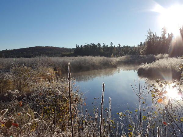 A boreal bog surrounded by grasses and plants with the sun setting in the background
