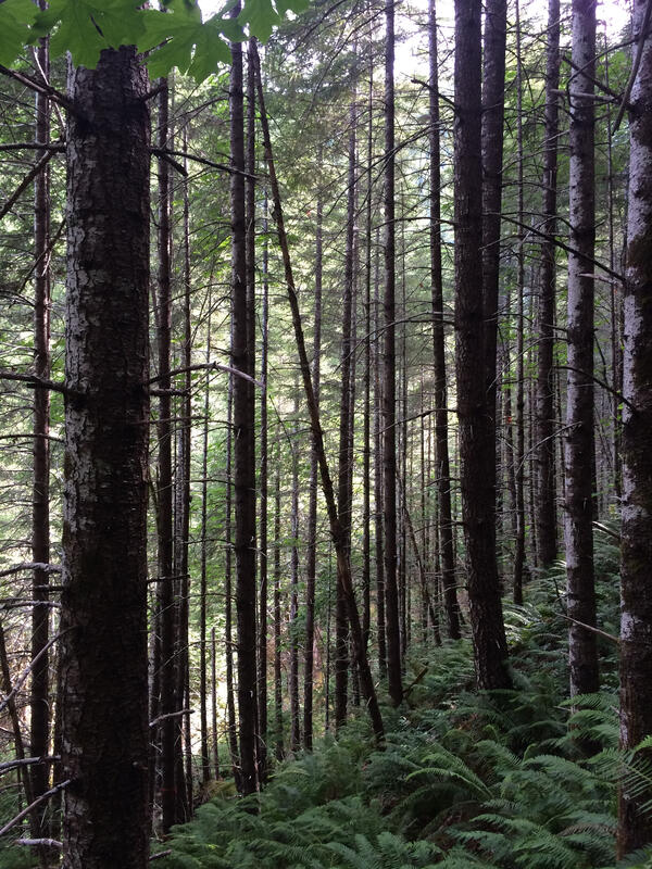 Closed canopy plantation