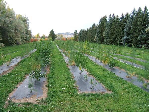 A Common Garden at the Colorado State Nursery in Fort Collins, Colorado, established in 2005 to study evolution of phenology