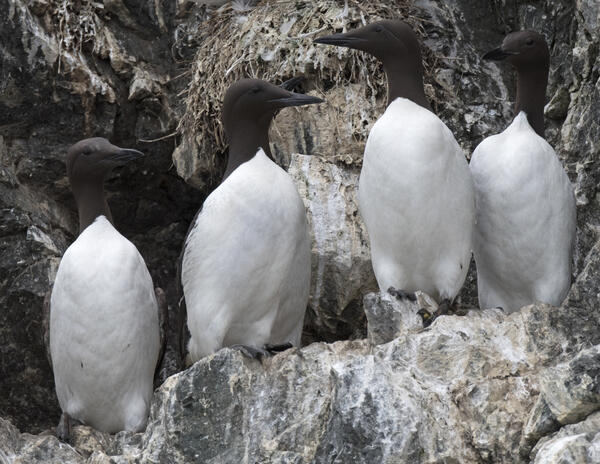 Skinny Common Murre with keel protruding (second from the left) contrasted by normal murres. Lower Cook Inlet, Alaska