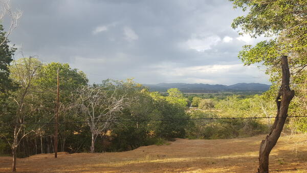 A dry forest in Guanica, Puerto Rico