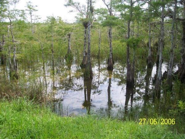 Flooded marsh in Everglades National Park