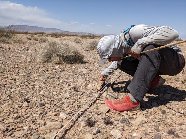 A man monitors plants alongside a transect or measuring tape placed on the ground.