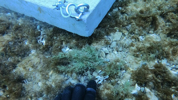 A small crayfish near the center pivot